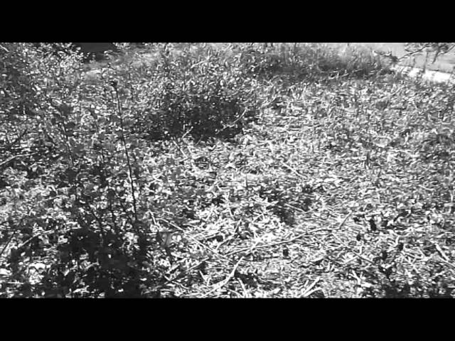 Ermelo, Mulock Houwer – Slenderman Real Life
